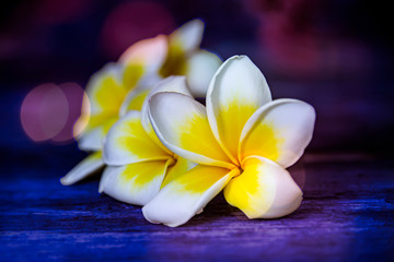 Plumeria - Frangipani flowers close up on a dark blurry background with bokeh effect