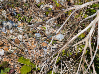 An azure blue dragonfly on the beach in Rye, Sussex