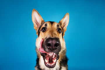 Beautiful german shepherd dog on blue background. Studio shot. Grey and brown colored.