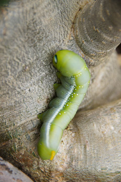 a large green worm on a tree