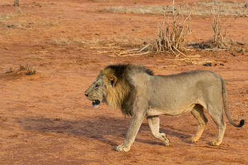 Portrait of a young lion