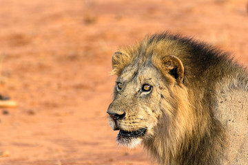 Portrait of a young lion