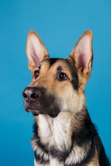 Beautiful german shepherd dog on blue background. Studio shot. Grey and brown colored.