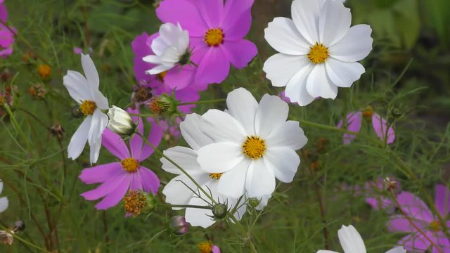 Flower Kosmeya or flower cosmos in the autumn garden