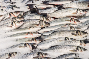 Fresh sea fish in ice on a counter in market. The fish market