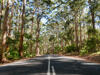 Obraz premium road in the gumtree forest in australia