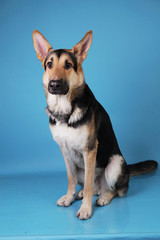 Beautiful german shepherd dog on blue background. Studio shot. Grey and brown colored.