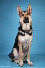 Beautiful german shepherd dog on blue background. Studio shot. Grey and brown colored.