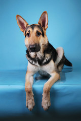 Beautiful german shepherd dog on blue background. Studio shot. Grey and brown colored.