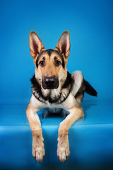 Beautiful german shepherd dog on blue background. Studio shot. Grey and brown colored.