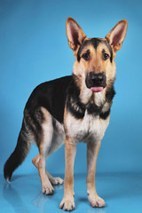 Beautiful german shepherd dog on blue background. Studio shot. Grey and brown colored.