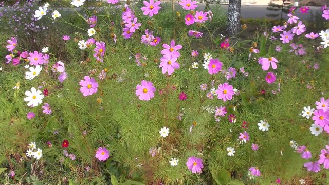 Flower Kosmeya or flower cosmos in the autumn garden