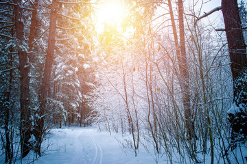 Beautiful winter landscape with snow covered trees in sunny day.
