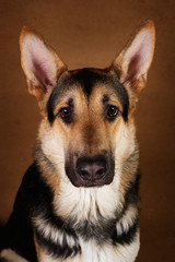 Beautiful german shepherd dog on brown background. Studio shot. Yellow and black colored.
