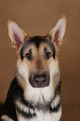 Beautiful german shepherd dog on brown background. Studio shot. Yellow and black colored.