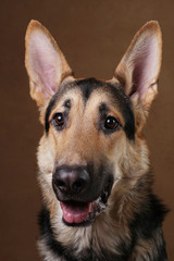 Beautiful german shepherd dog on brown background. Studio shot. Yellow and black colored.