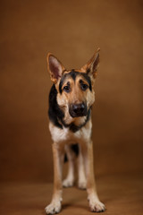 Beautiful german shepherd dog on brown background. Studio shot. Yellow and black colored.