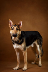 Naklejka na ściany i meble Beautiful german shepherd dog on brown background. Studio shot. Yellow and black colored.