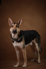 Beautiful german shepherd dog on brown background. Studio shot. Yellow and black colored.