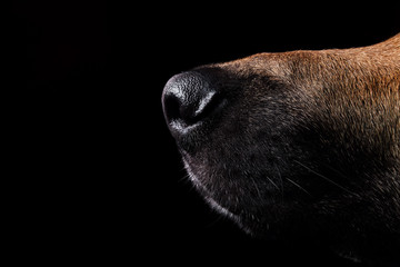 close-up of a face black german shepherd in profile on black background