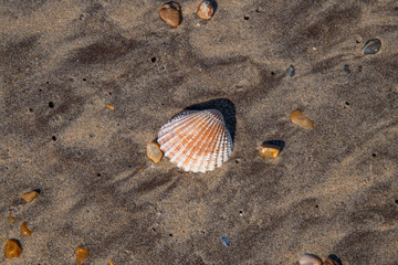 A beautifully coloured cockle shell on a sandy beach