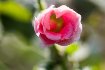 pink mozart rose 