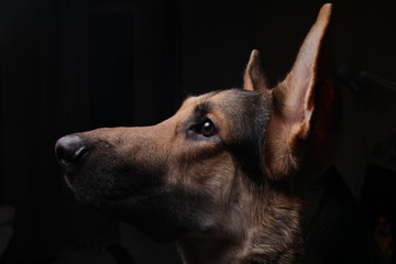 close-up of a face black german shepherd in profile on black background