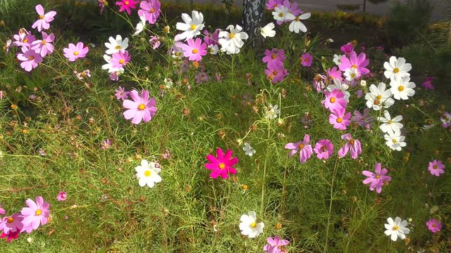 Flower Kosmeya or flower cosmos in the autumn garden