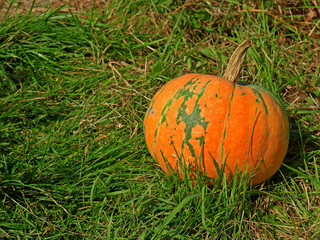 Whole orange pumpkin in sunny garden. Home grown organic squash. Natural background with copy space for Thanksgiving Day or Halloween. Selective focus