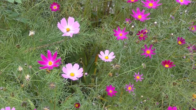 Flower Kosmeya or flower cosmos in the autumn garden