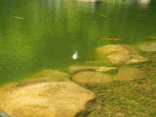 Obraz premium ニシキゴイ