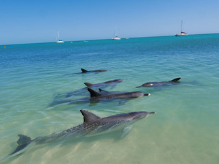dolphins in the sea