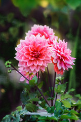 Pink dahlia flower blossoms in autumn