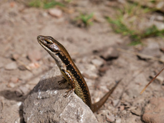 lizard on a rock