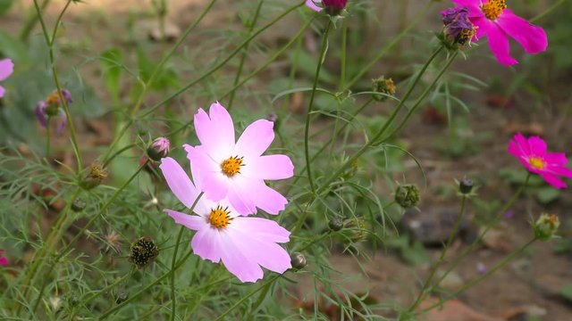 Flower Kosmeya or flower cosmos in the autumn garden
