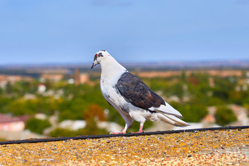 Beautiful pigeon close-up on a background of nature