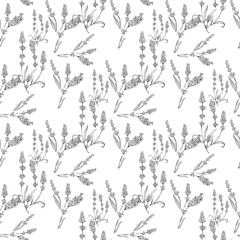 lavender natural hand drawn pattern white and black illustration. Herbal botanical  decoration background