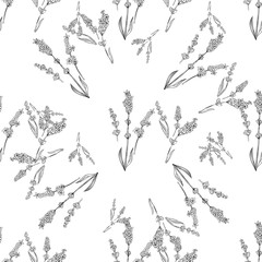 lavender natural hand drawn pattern white and black illustration. Herbal botanical  decoration background