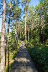 Fototapeta na wymiar Wooden path in the forest.