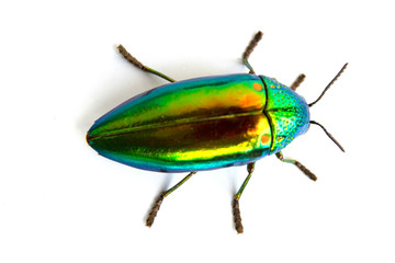 buprestis beetle buautiful shiny jawel bug  on  white background, green beetle nater