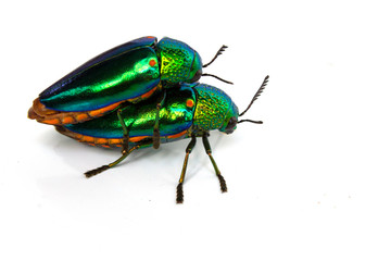  buprestis beetle buautiful shiny jawel bug  on  white background, green beetle nater
