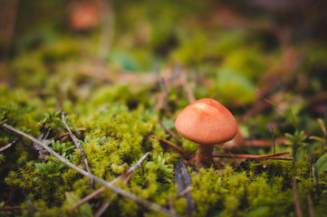 Brown mushroom grows in the forest in autumn.