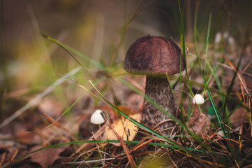 Brown mushroom grows in the forest in autumn.