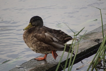 Kaczka ,dzika kaczka © LBanacki
