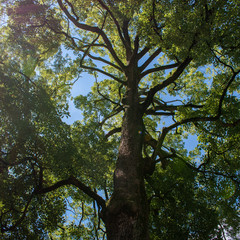 Old oak tree