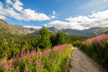 View of the Tatras mountains and colorful flowers in Gasienicowa valley.