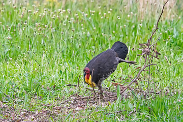 Bush turkey back kicking