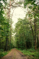 Wald bei Tostedt