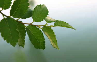 Tree branch