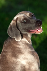 Grey shorthaired wemaraner hunting dog in a green park. Animal portrait. Happy dog concept.